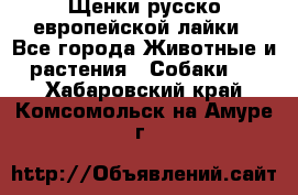 Щенки русско европейской лайки - Все города Животные и растения » Собаки   . Хабаровский край,Комсомольск-на-Амуре г.